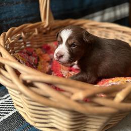 Rip - Red & white male Australian Shepherd puppy in Dunn, North Carolina from The Dogs of Working Aussies Homestead