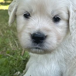 Golden Retriever Puppies from Avalon English Retrievers