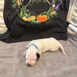 Arkenstone - White and black female Dalmatian puppy in Conroe, Texas from Saint Rocco's Dalmatians