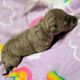Heather - Blue female Whippet puppy in Goldendale, Washington from Amulet Charm