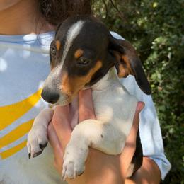 Sam - Piebald male Dachshund puppy in Florence County, South Carolina from Modern Family Standards