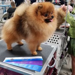 Remy - Pomeranian