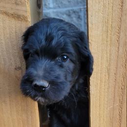 Poodle, Soft Coated Wheaten Terrier, and Whoodle Puppies from Green Mountain Kennel