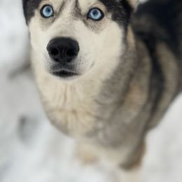 Nikita - Gray and white female Siberian Husky puppy in New York Mills, New York from Nevani Goldens & Siberians