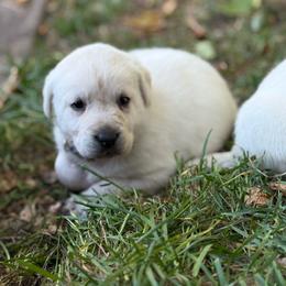Kabetogama - yellow  collar- first pick female Emily Kist - Yellow female Labrador Retriever puppy in Isanti, Minnesota from Four Corners Family Labs