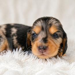 Dahlia - Dapple female Dachshund puppy in Goodyear, Arizona from D&C Royal Dachshunds LLC