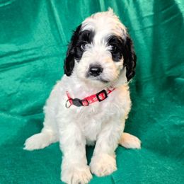 Woody - Parti male Goldendoodle puppy in Peoria,  Az, Arizona from Not Just "Golden" Doodles