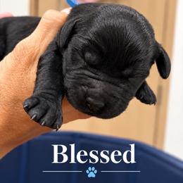 Blessed - Black female Labrador Retriever puppy in Baldwin City, Kansas from Hedge Lane Labradors