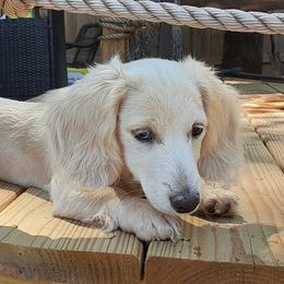 Dachshunds from German Lickers-n-Whines