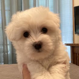 Coton de Tulear Puppies from Gidget Cotons - ACC