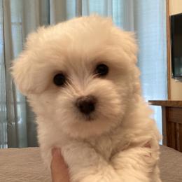 Coton de Tulear Puppies from Gidget Cotons - ACC
