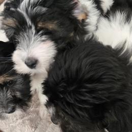 Coton de Tulear puppies from Coast2Coast Cotons