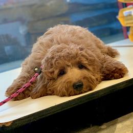 Luna-Mae - Australian Labradoodle