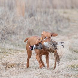 Zuma - Vizsla