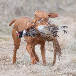 Zuma - Vizsla