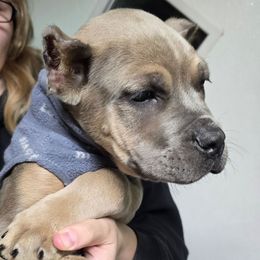 Gray Collar Female - Gray and fawn female Cane Corso puppy in Lewistown, Montana from Corsi Amore Kennels