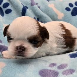 Mochi Boy 2 - Red and white male Shih Tzu puppy in Oakville, Washington from Garrard Creek Shih Tzus