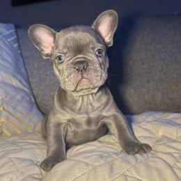 Luna - Blue female French Bulldog puppy in Bolingbrook, Illinois from Flores Frenchies