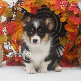 Tri F 1 - Black and tan female American Corgi puppy in Straughn, Alabama from Magnolia Creek Corgis