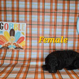 Nova - Brown female Poodle puppy in Woodbury, Pennsylvania from Zimmerman's Poodles