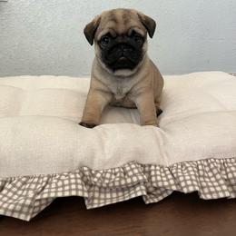 Banana Cakes - Fawn female Pug puppy in Grants Pass, Oregon from Malta Pugs