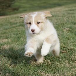 Della - Yellow female Australian Shepherd puppy in Holmesville, Ohio from Coffee Run Spring at Miller Farms