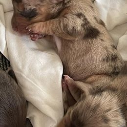 Dachshunds from Allen's Doxies