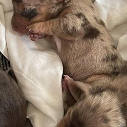 Dachshunds from Allen's Doxies