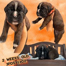 Orange - Brindle female Boxer puppy in Deland, Florida from Huntley Boxer Pieces
