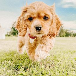 Cocker Spaniel Puppies from Gates Cocker Spaniels