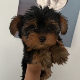 Yorkshire Terrier Puppies from Chicago Yorkies