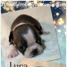 Luca - Red male Boston Terrier puppy in Brazos Point, Texas from TX Southern Belle Boston Terriers