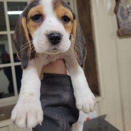 Beagle and Pembroke Welsh Corgi Puppies from Country Acres Farm