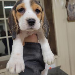 Beagle and Pembroke Welsh Corgi Puppies from Country Acres Farm