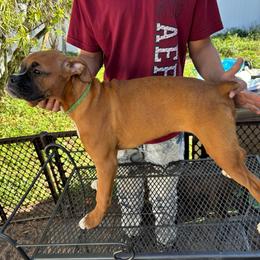Jill Ireland 1100.00 - Fawn female Boxer puppy in S AI Nt Cloud, Florida from SMART AKC Boxers