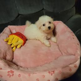 Bichon Frise Puppies from Bichon Frise Partnership