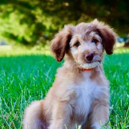 Gabbana - Red phantom female Aussiedoodle puppy in Decatur, Illinois from Signature Doodles