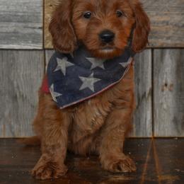 Male 1 - Orange Collar - Apricot male Goldendoodle puppy in Macedon, New York from Toodles Goldendoodles