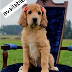 Penny - Merle-sable female Saint Berdoodle puppy in Battle Ground, Washington from Mad Hatter Farms Saint Berdoodles