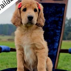 Penny - Merle-sable female Saint Berdoodle puppy in Battle Ground, Washington from Mad Hatter Farms Saint Berdoodles