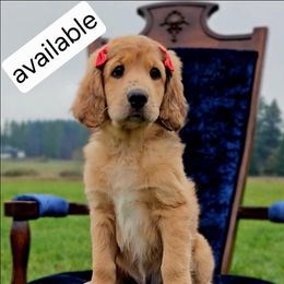 Penny - Merle-sable female Saint Berdoodle puppy in Battle Ground, Washington from Mad Hatter Farms Saint Berdoodles