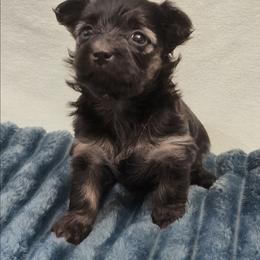 Shadow - Black female Yorkipoo puppy in Bartlesville, Oklahoma from Winchester's Magic Yorkipoos & Poodles