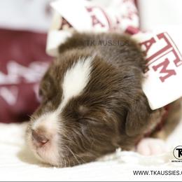 Sassy Red Tri Female - Red tri female Miniature Australian Shepherd puppy in Nacogdoches, Texas from TK Standard, Mini, & Toy Aussies