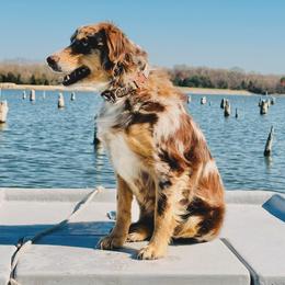 Australian Shepherds, Miniature Australian Shepherds, and Toy Australian Shepherds from New Market Aussies