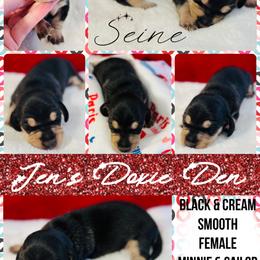 Seine - Black and cream female Dachshund puppy in Pensacola, Florida from Jen's Doxie Den
