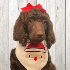 Magnolia - Phantom Poodle puppy in Riverside, California from Preston's Poodles N Doodles