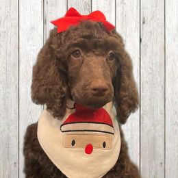 Magnolia - Phantom Poodle puppy in Riverside, California from Preston's Poodles N Doodles