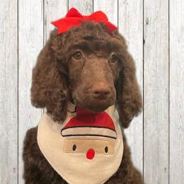 Magnolia - Phantom Poodle puppy in Riverside, California from Preston's Poodles N Doodles