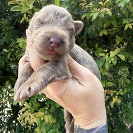 Teal - Isabella female German Shepherd puppy in California from Singleton Shepherds