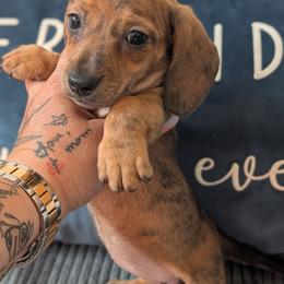 Luna - Brindle female Dachshund puppy in Barnard, Missouri from KB Doxies